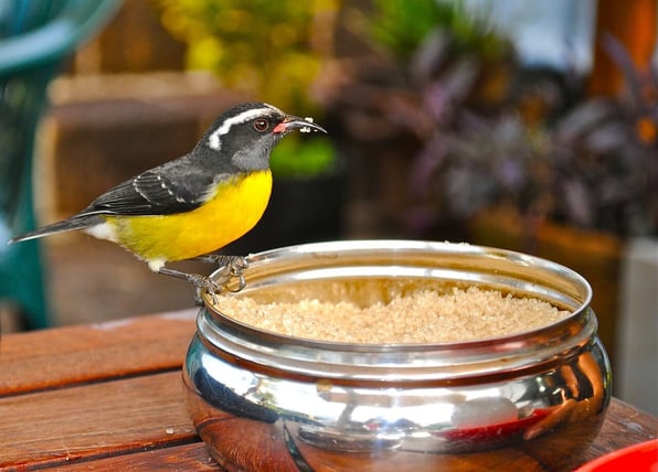 finch-at-breakfast-visiting-antigua